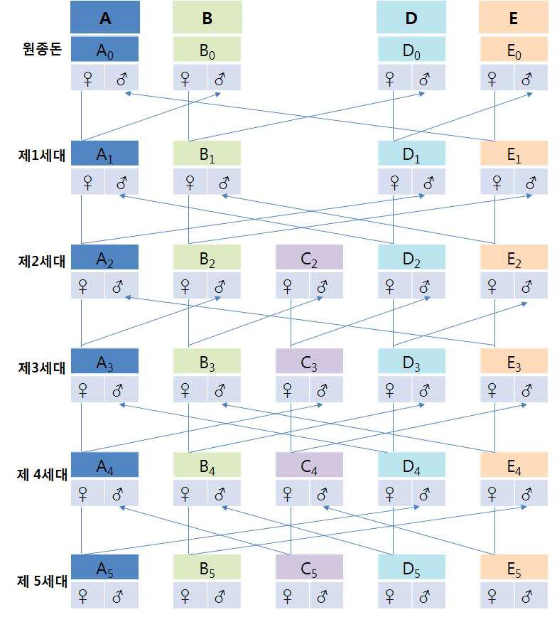 계통조성 및 유지를 위한 가계별 교배 체계도
