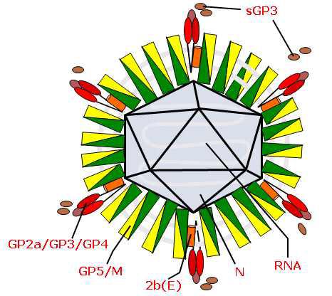 PRRS 바이러스 입자의 구조