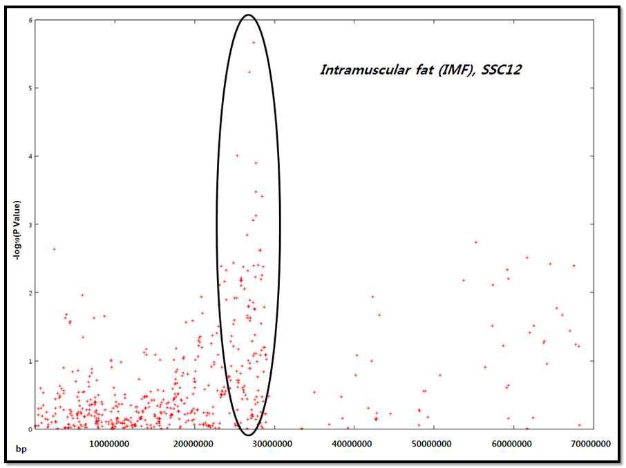 재래돼지 요크셔 교잡돈집단의 염색체 12번 26∼28Mbp 영역에 근내지방에 관련된 SNP 마커.