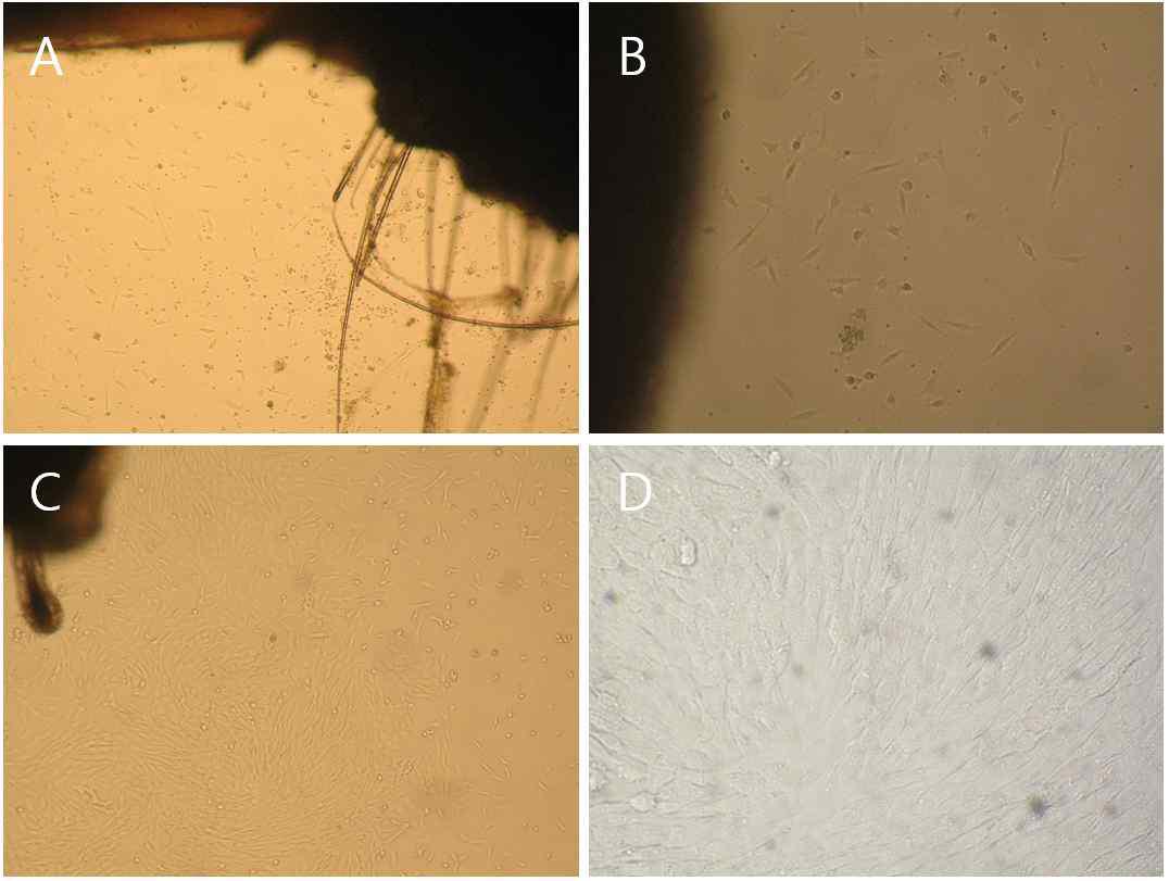 개선된 Primary culture 프로토콜을 이용하여 수립된 porcine cell line 사진. A, B : 종모돈 세포주 ; C, D : 종돈세포주.