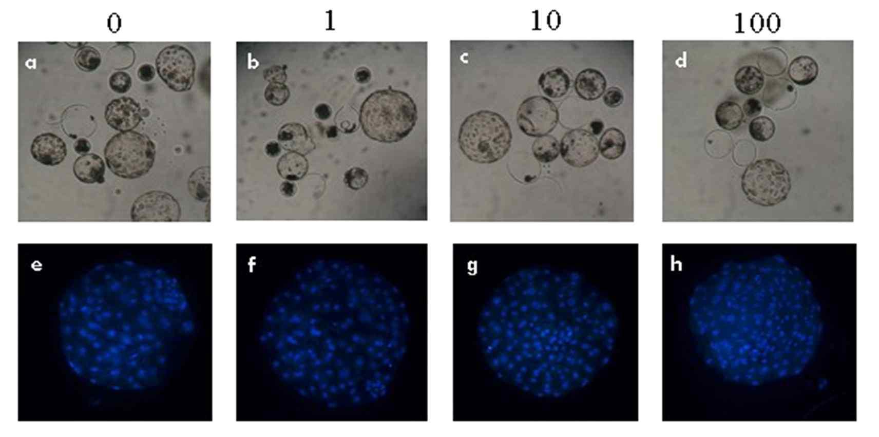 발달 7일째 배반포를 (a-d; x100) Hoechst-33342으로 염색한 사진(e-h; x400). Myostatin은 0 (a and e), 1- (b and f), 10- (c and g) and 100 ng/ml (d and h)농도로 체외성숙과정동안 처리함.