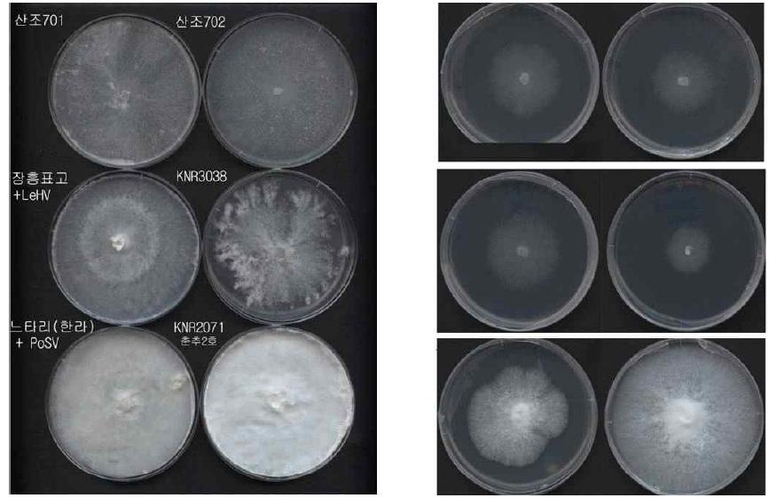 분양받은 virus-free과 virus-infected 표고버섯과 느타리버섯 균사체의 관찰
