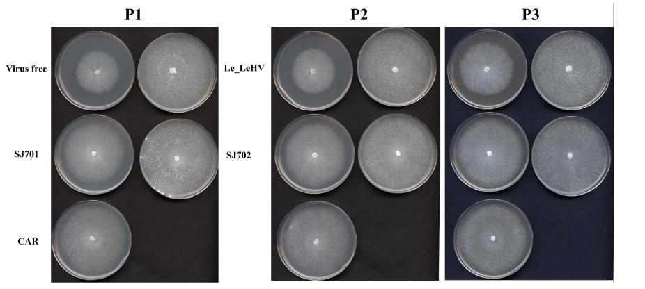 분양받은 virus-free과 virus-infected 표고버섯의 PDA 종류 배지에서의 균사체 관찰. P1, PDA; P2, PDA+2% glucose; P3, PDA+2% glucose+2% malt extract