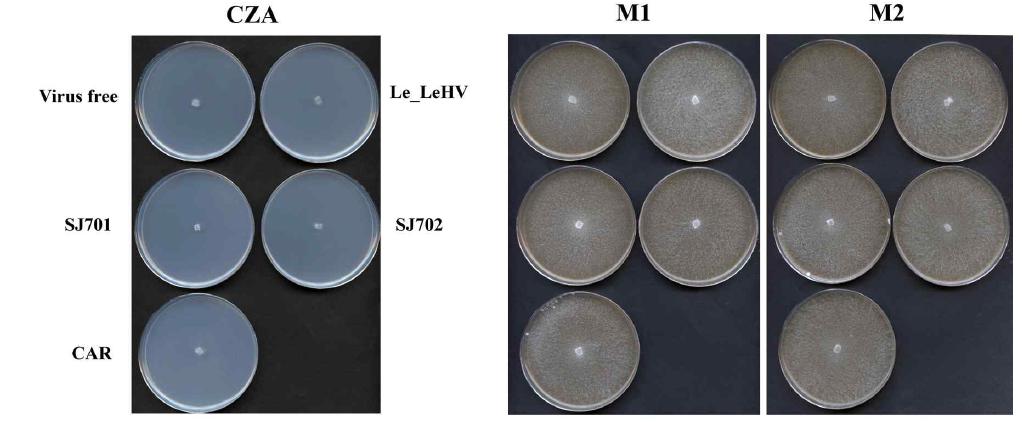 분양받은 virus-free과 virus-infected 표고버섯의 CZA와 malt extract 배지에서 의 균사체 관찰. M1, malt extract; M2, malt extract 5%+2% glucose