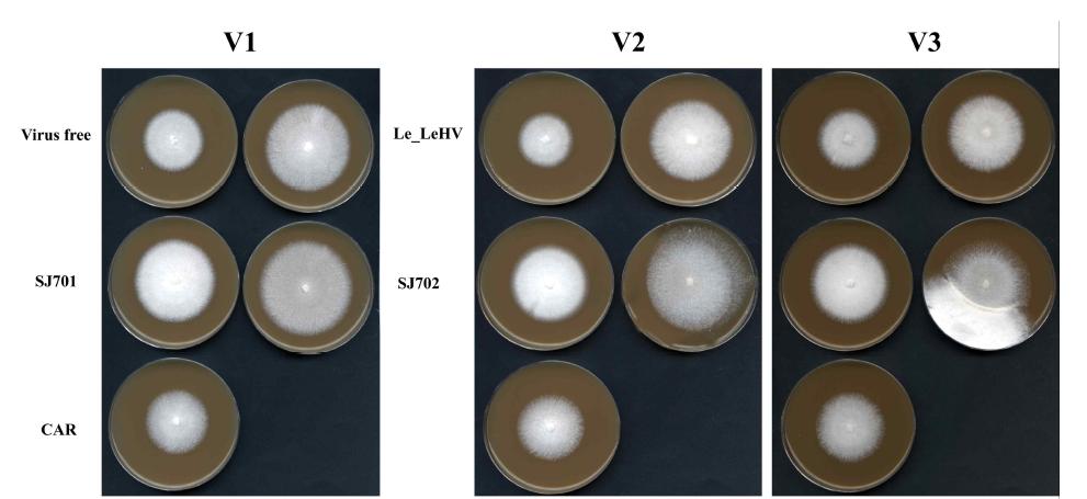 분양받은 virus-free과 virus-infected 표고버섯의 V8 배지에서의 균사체 관찰. V1, V8; V2, V8+2% glucose; V3, V8+2% glucose+2% malt extract