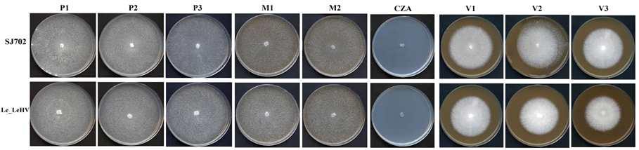 분양받은 virus-free과 virus-infected 표고버섯의 9가지 다양한 배지에서의 균사체 관찰