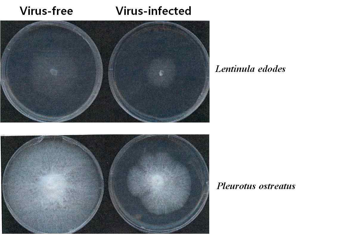 버섯바이러스 분석 연구에 이용한 표고버섯(L. edodes) 무바이러스(virus-free) 균주, 산조702와 바이러스감염(virus-infected)균주, 산조701; 느타리버섯(P. ostreatus) 무 바이러스 (virus-free)균주, 춘추2호와 바이러스감염 (virus-infected)균주, 한라