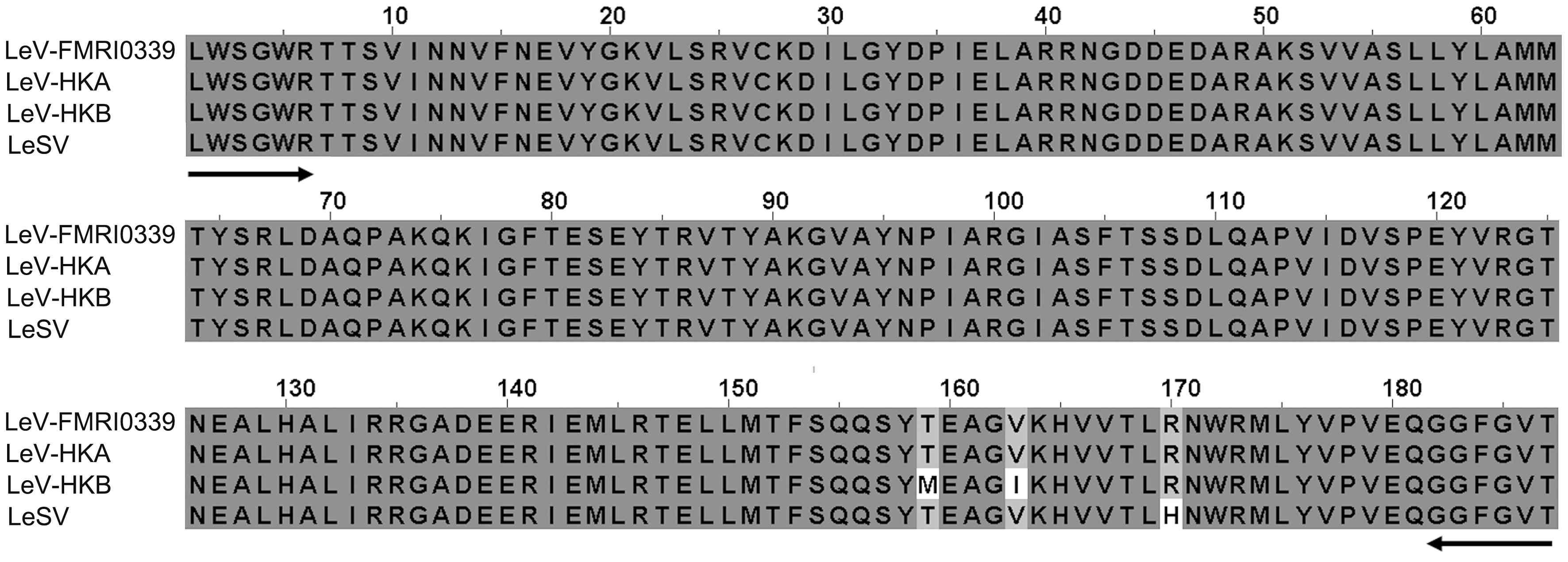 기존 보고된 표고버섯바이러스들의 RNA-dependant RNA polymerase (RDRP) proteins 조각과 산조701에 감염된 표고버섯바이러스 LeV-FMRI0339의 alignment 분석