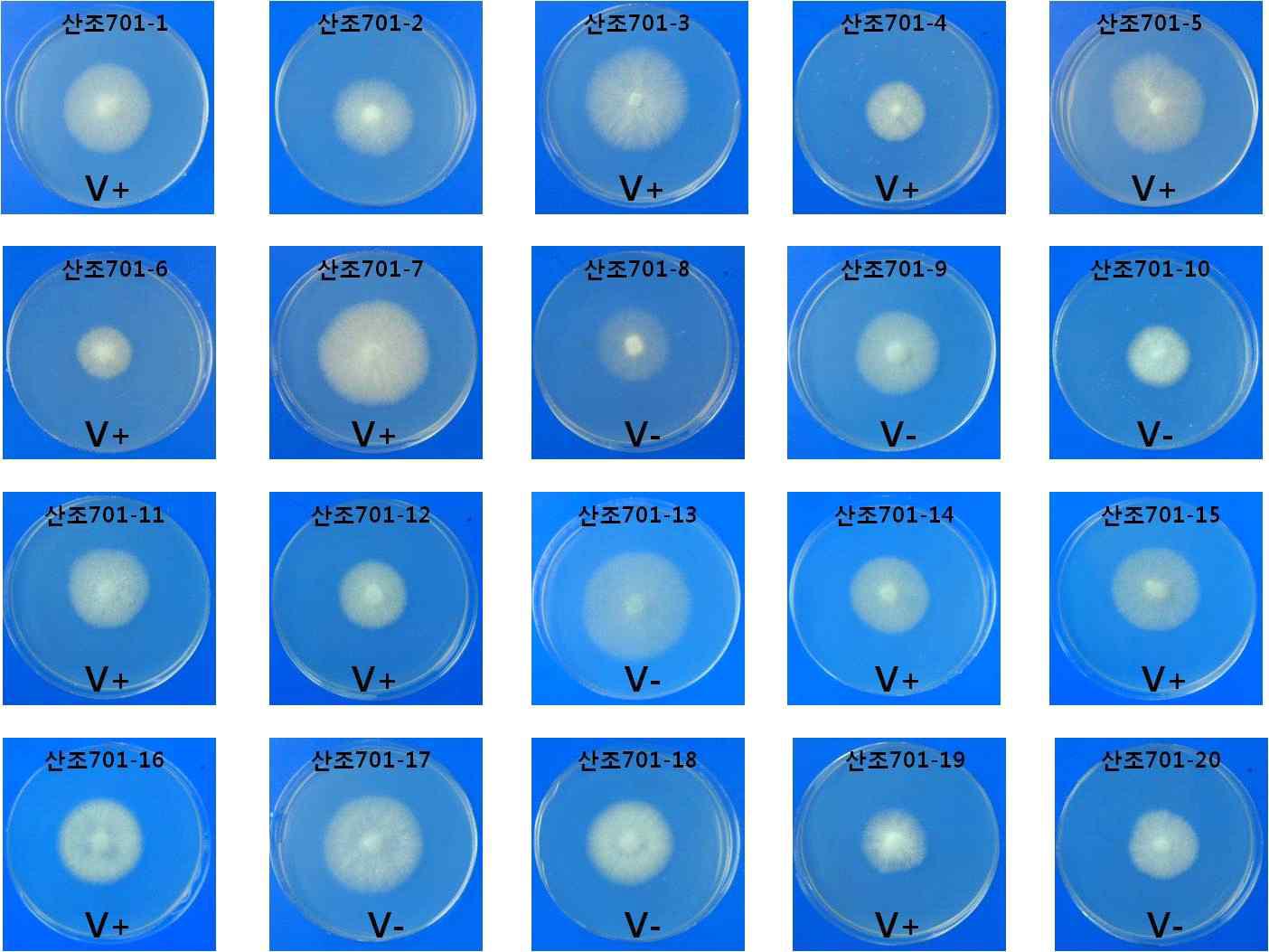 산조701-버섯바이러스감염균주의 단핵균주 표현형관찰. 단핵균주 1번-20번 까 지 PDA배지에서 관찰