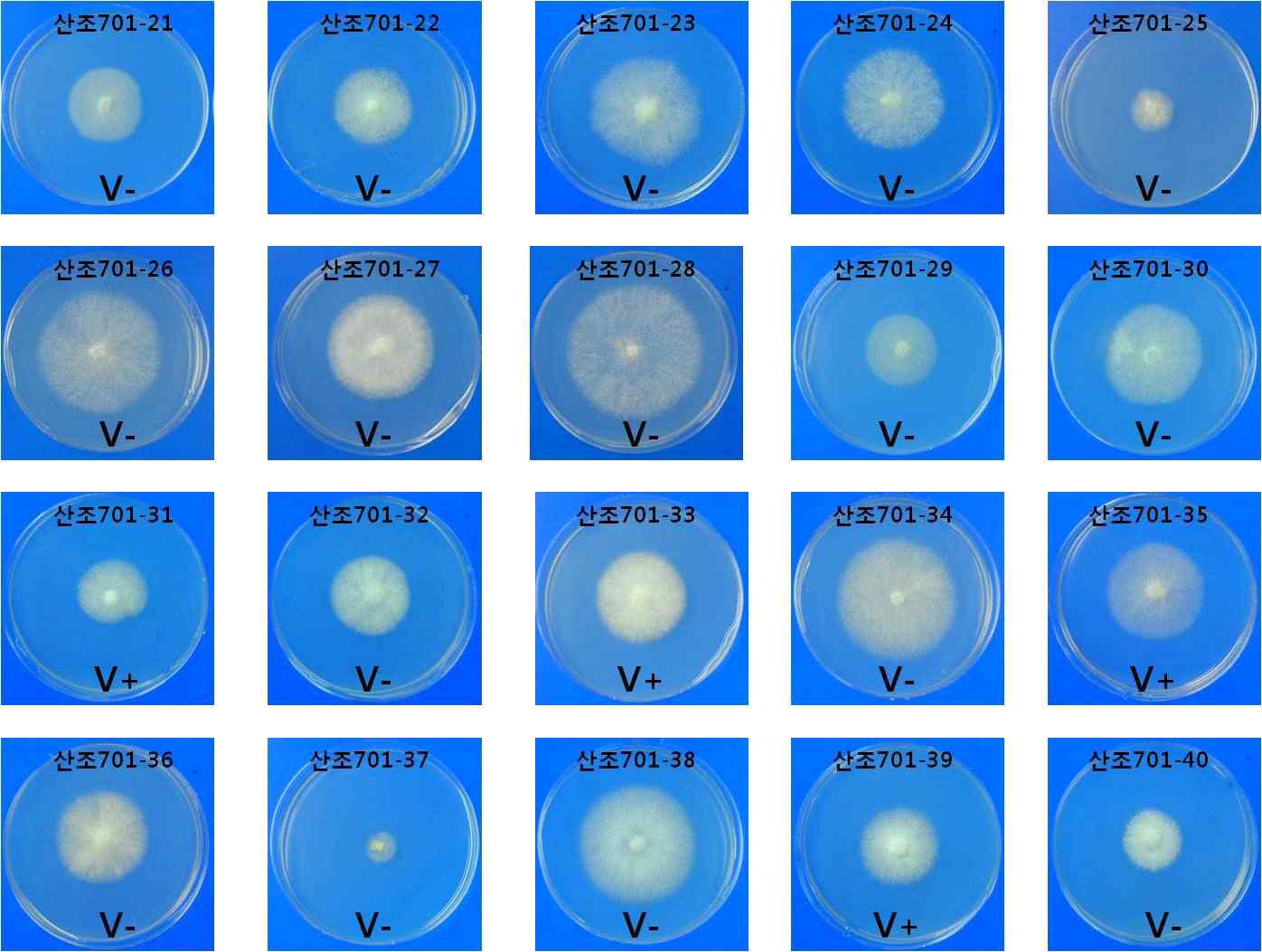 산조701-버섯바이러스감염균주의 단핵균주 표현형관찰. 단핵균주 19번-40번 까지 PDA배지에서 관찰