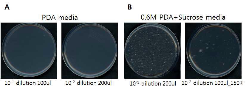 (A) PDA 배지에 접종한 protoplast, (B) 0.6M sucrose를 첨가한 PDA 배지에 접종한 protoplast