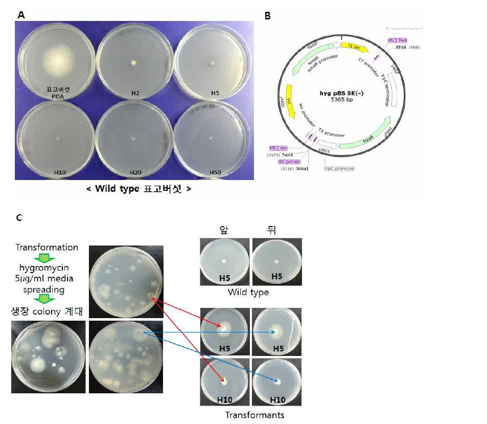(A) Wild type 표고버섯의 hygromycin 항생제 저항성테스트, (B) 표고버섯 형질 전환에 이용한 HygromycinB vector, (C) 형질전환 후 항생제저항성을 가진 표고버섯배양