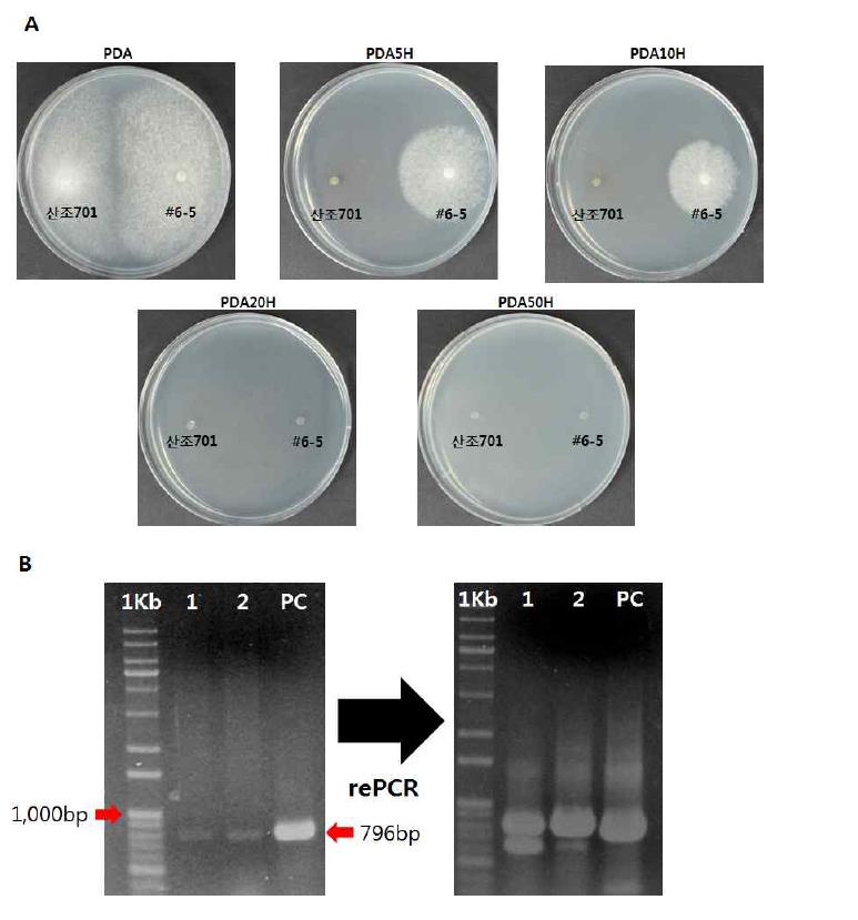 (A) 여러 농도의 hygromycin PDA 배지에 버섯형질전환체의 항생제 저항성 조 사 (B) 형질전환체의 형질전환여부 조사를 위한 PCR수행