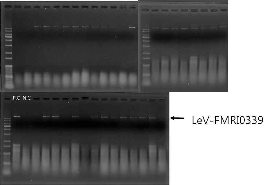 산조701의 균사체 절편을 이용한 무바이러스 균주 확인작업