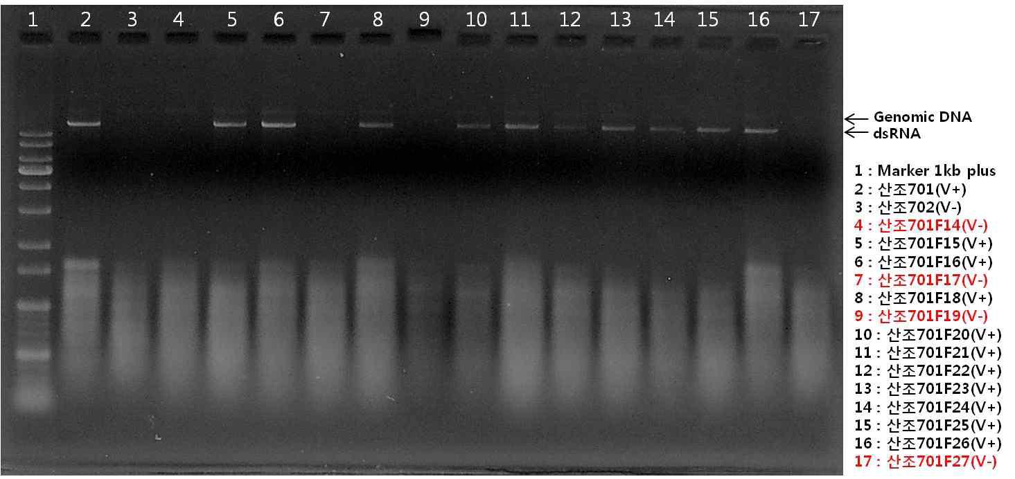산조701의 무바이러스 isogenic 균주 확인을 위한 dsRNA 확인실험