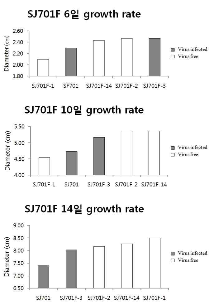 산조701 virus-infected 균주(701, F3)와 virus-free 균주(F1, F2, F14)의 성장속도 2차 비교 분석실험