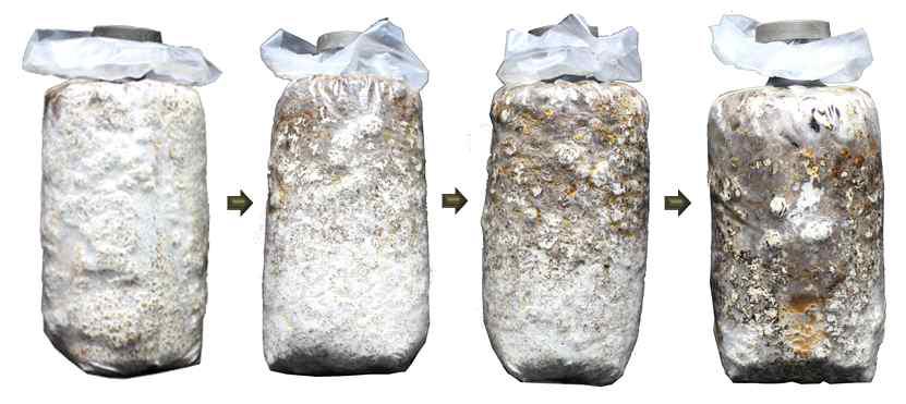 표고버섯 봉지재배 균사성장 후 갈변화의 과정