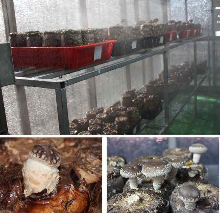 전북대학교의 미니버섯재배온실 자실체 발생작업