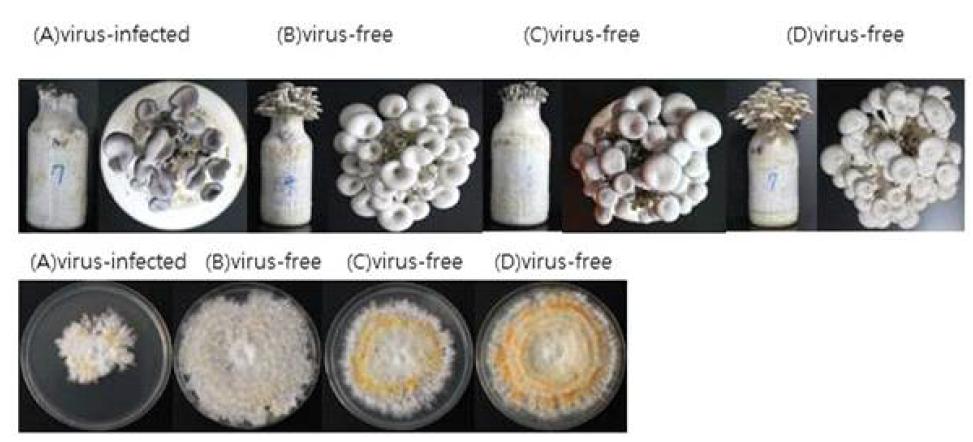 느타리버섯 자실체와 균사체의 형태적 관찰