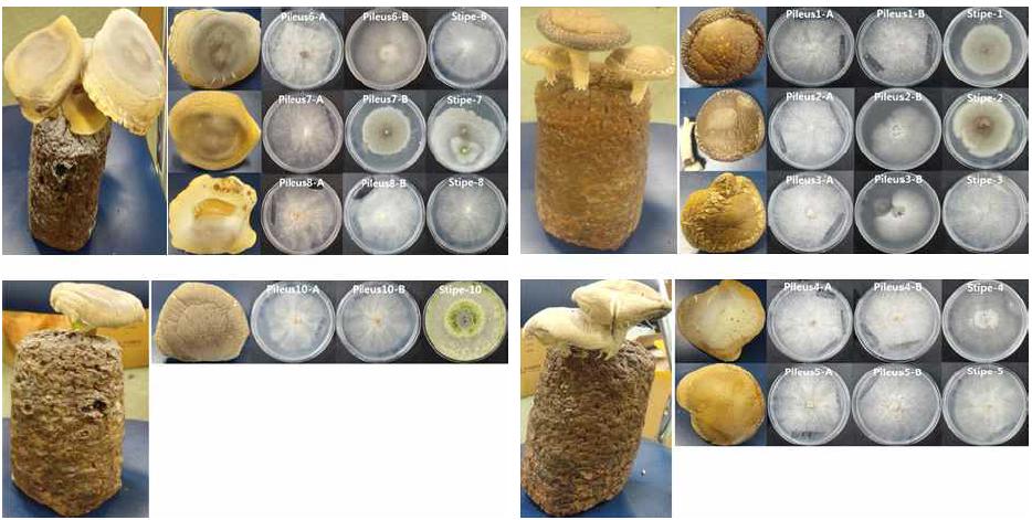 비정상 버섯의 pileus/stipe 샘플로부터 균사체 배양