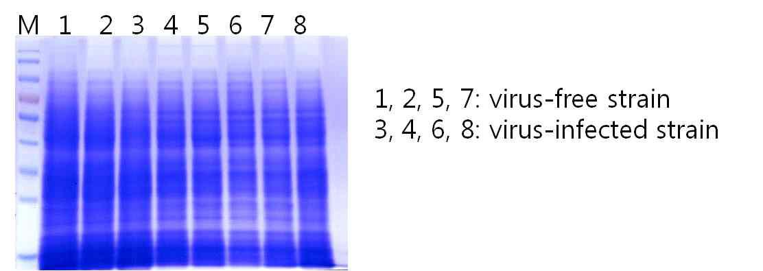 느타리버섯의 단백질체학 수행을 위한 버섯 균사체의 단백질 확보 및 SDSPAGE 확인결과. 1,2,5,7: virus free 느타리 버섯균사체의 단백질; 3,4,5,8: virus-infected 느타리 버섯 균사체의 단백질