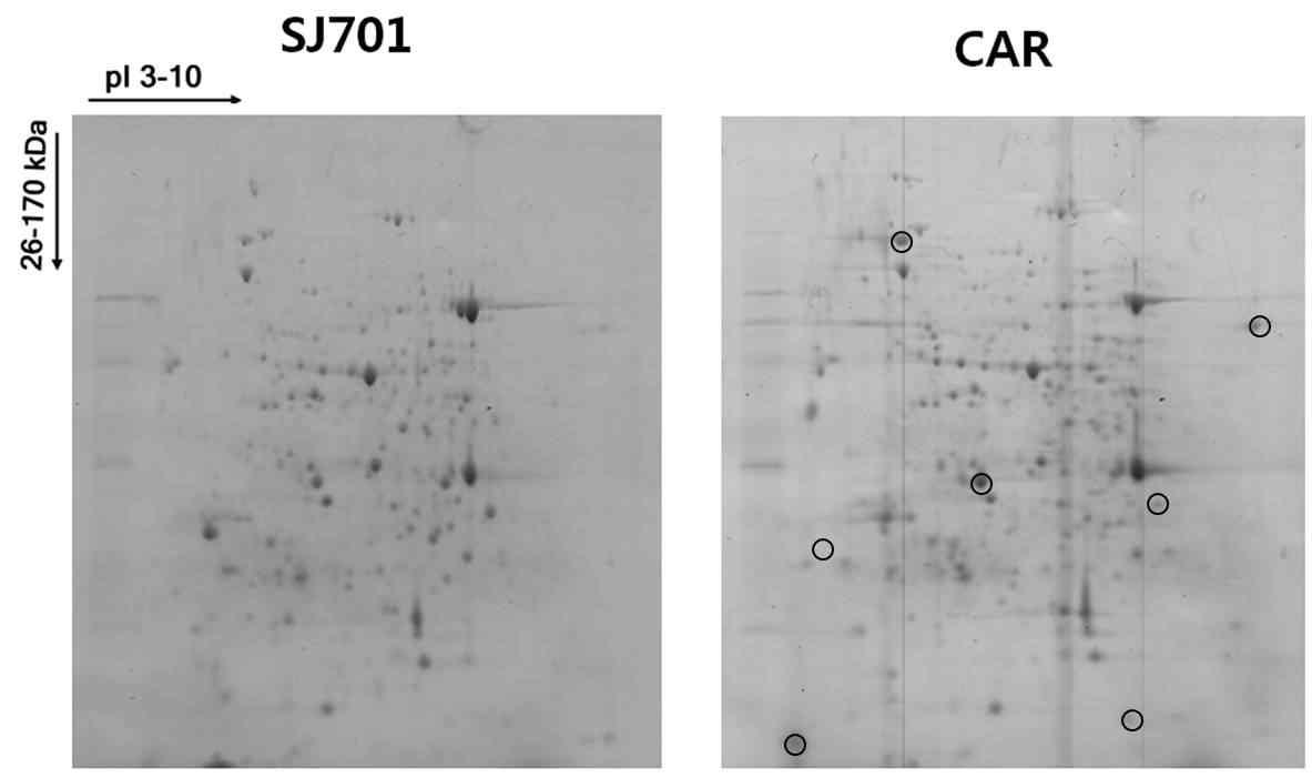 표고버섯바이러스 감염체와 비감염체의 2D-PAGE 수행
