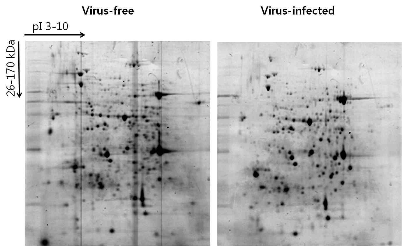 표고버섯바이러스 감염체와 비감염체의 2D-PAGE 수행결과