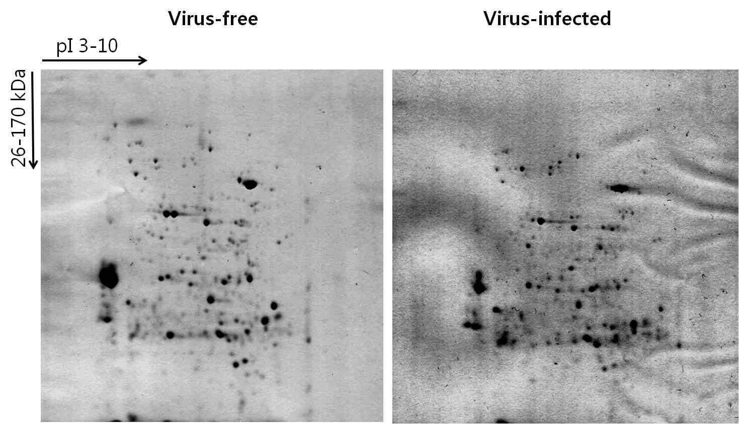 느타리버섯바이러스 감염체와 비감염체의 단백질체학 수행