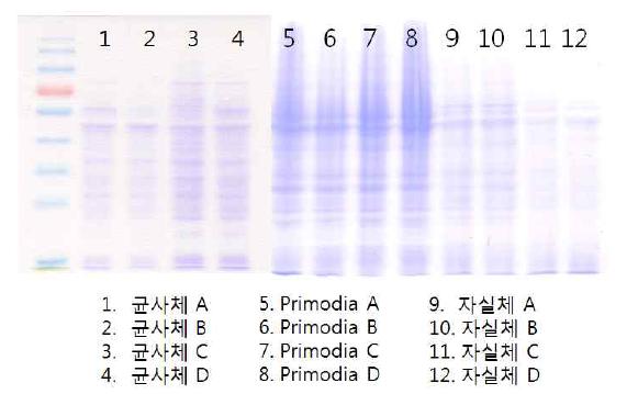 표고버섯 균사체, primodia 와 자실체로부터 단백질체 수행을 위한 단백질 분리
