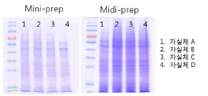 표고버섯 자실체로 부터 단백질체 수행을 위한 단백질 분리