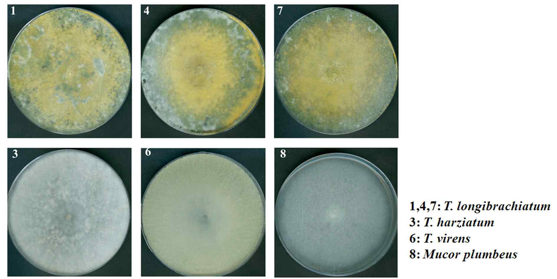 표고버섯(Lentinula edodes)으로 부터 분리한 표고버섯 오염 균주의 형태적 관 찰. PDA 고체배지에 접종하여 30℃에서 1주일간 배양 후 관찰. 1,4,7, Trichoderma longibrachiatum; 3, T. harziatum; 6, T. virens; 8, Mucor plumbeus