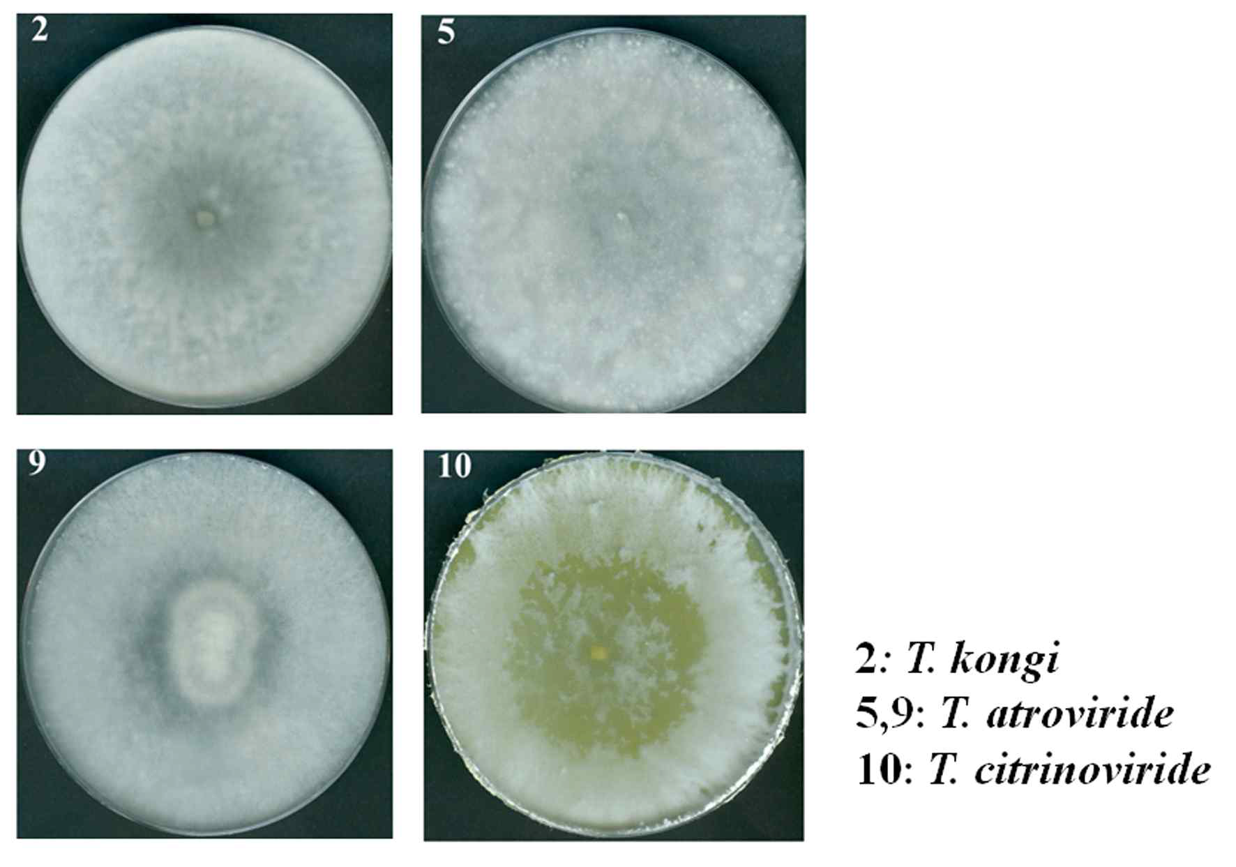 느타리버섯(Pleurotus ostreatus)으로 부터 분리한 느타리버섯 오염균주의 형태 적 관찰. PDA 고체배지에 접종하여 30℃에서 1주일간 배양 후 관찰. 2, T. kongi; 5,9, T. atroviride; 10, T. citrinoviride