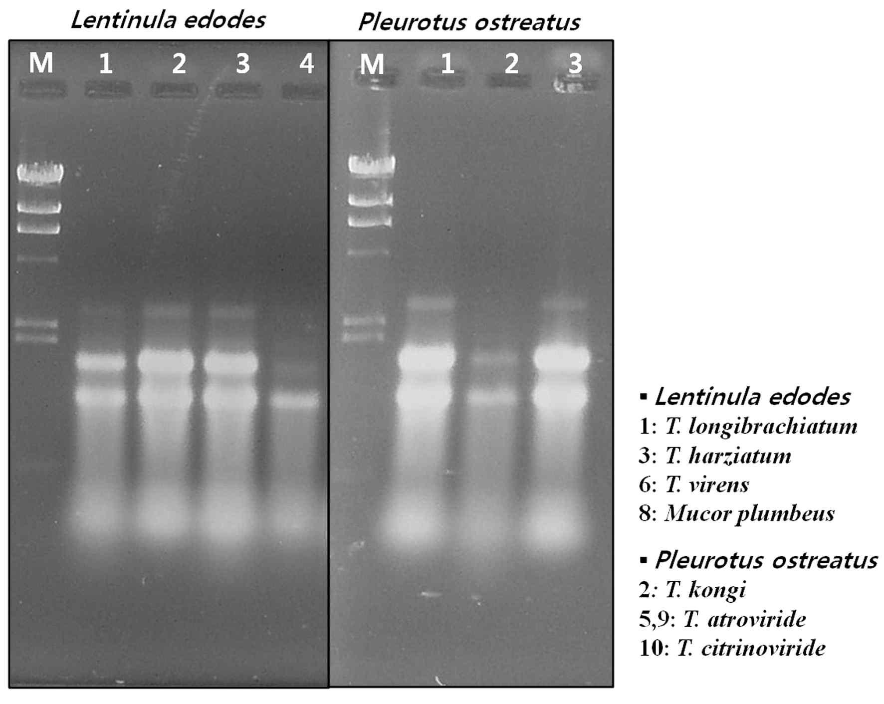 표고버섯과 느타리버섯의 오염균주로부터 바이러스 RNA 존재여부 확인. 표고 버섯 오염균주(left)와 느타리버섯 오염균주(right)의 total RNA 회수 후 전기영동