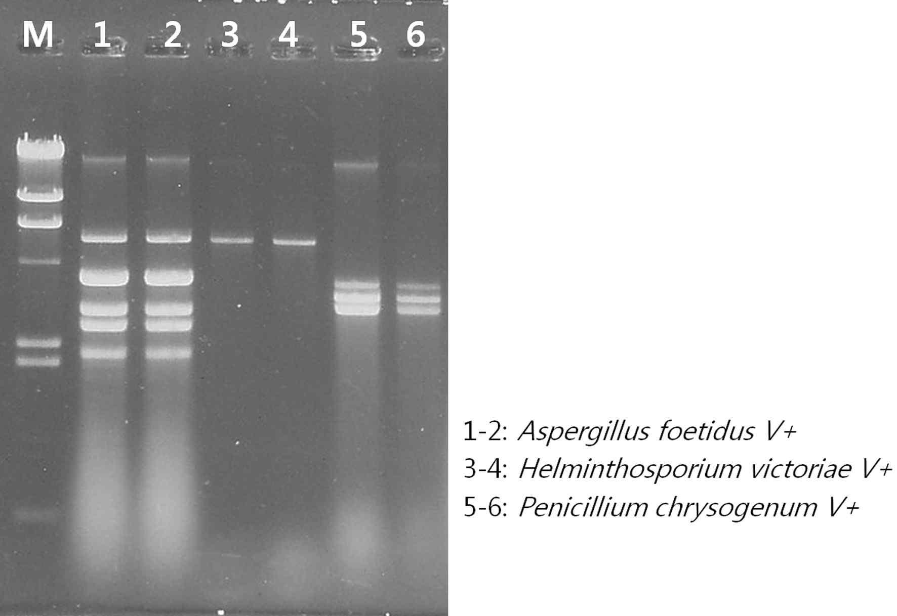 식물병원성균의 바이러스 존재여부확인을 위한 dsRNA의 전기영동. Aspergillus foetidus, Helminthosporium victoriae, Penicillium chrysogenum에 dsRNA가 감염된 균주 의 dsRNA 확인