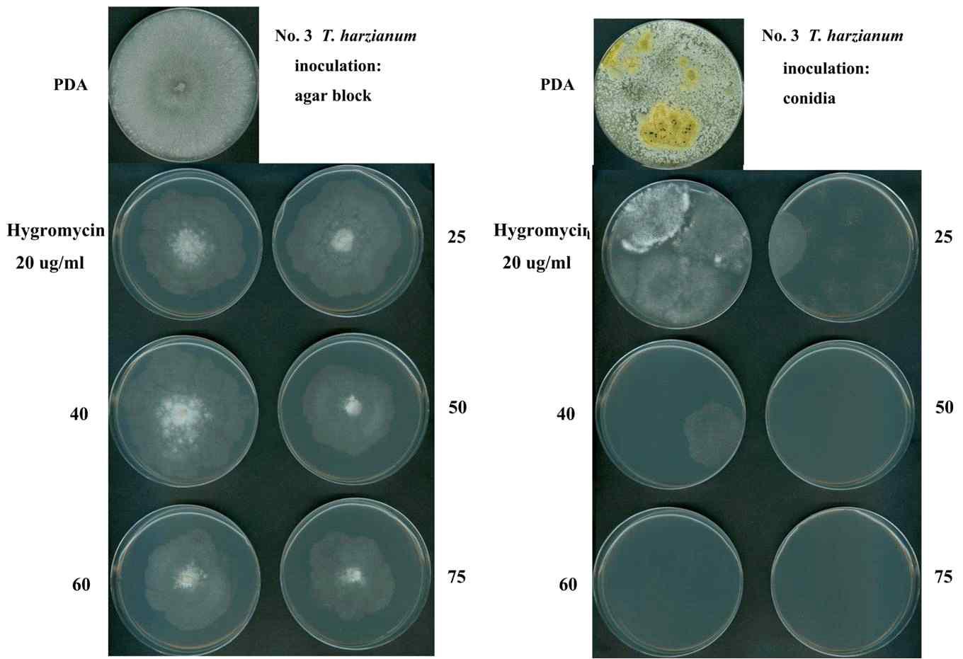 버섯피해균주, T. harzianum의 antibiotic selective marker test. Hygromycin 20, 40, 60ug/ml을 각각 첨가한PDA 고체배지에 배지에 오염균주 각각을 접종하여 30℃에 서 1주일간 배양 후 관찰
