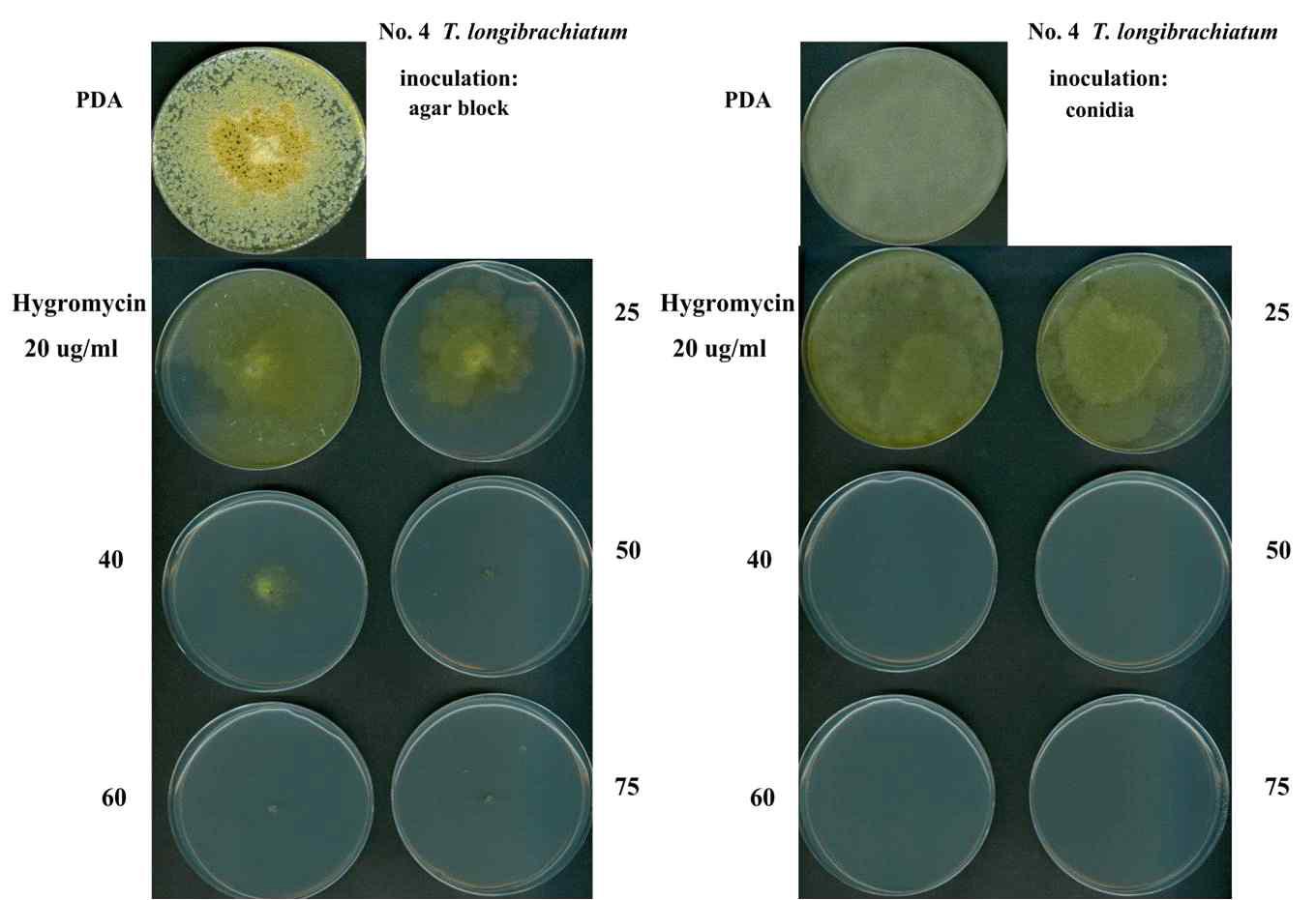 버섯피해균주, T. longibrachiatum의 antibiotic selective marker test. Hygromycin 20, 40, 60ug/ml을 각각 첨가한 PDA 고체배지에 오염균주 각각을 접종하여 30℃에서 1주일간 배양 후 관찰