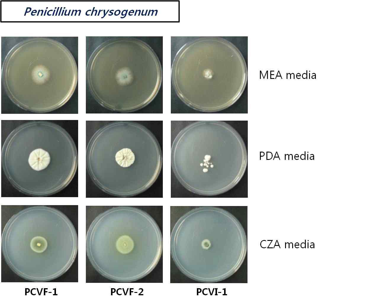 Penicillium spp. viro-control 균주의 다양한 배양배지에서의 형태적 관찰. PCVF-1, PCVF-2; virus free strain, PCVI; virus-infected isogenic strain