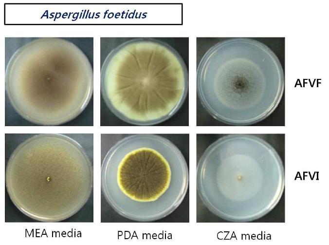 Apsergillus spp. viro-control 균주의 다양한 배양배지에서의 형태적 관찰. AFVF; virus free strain, AFVI; virus-infected isogenic strain