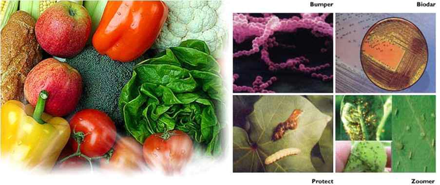 농업에 이용되는 생물적 방제재의 종류