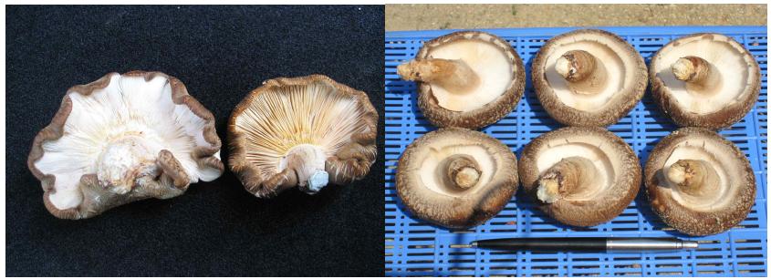 바이러스 감염 표고버섯의 자실체와 정상표고버섯