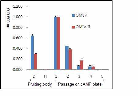 cAMP 배지에서의 계대 배양된 바이러스 감염균사의 OMSV 및 OMIV-II 검출 TAS-ELISA 결과