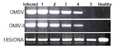 cAMP 배지에서의 계대 배양된 바이러스 감염균사의 OMSV 및 OMIV-II RT-PCR결과