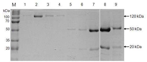 단백질 전기영동에 의한 바이러스 외피 단백질 분석. 바이러스 단백질은 CsCl gradient 초고속 원심 분리에 의한 분획에 의해 획득. 1 - 9: 분획 번호, M: protein size marker