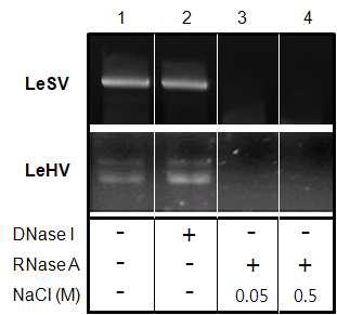 DNase 및 RNase를 이용한 바이러스 유전체 분석 1; 바이러스 핵산, 2; DNase Ⅰ(10 unit/㎖)으로 처리한 바이러스 핵산, 3 : 0.05M NaCl이 첨가 후 RNase A (10 g/ ㎖) 처리한 핵산, 4 : 0.5M NaCl이 첨가 후 RNase A (10 g/㎖) 처리한 핵산
