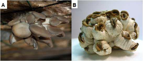 느타리버섯의 병증. A : 정상 느타리버섯, B : 바이러스 감염 느타리버섯