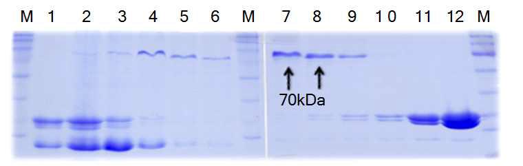 단백질 전기영동에 의한 바이러스 외피 단백질 분석. 바이러스 단백질은 CsCl gradient 초고속 원심 분리에 의한 분획에 의해 획득. 1 - 12 : 분획 번호, M : protein size marker