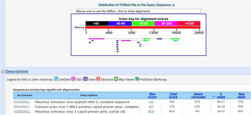 PoSV Coat protein 유전자 염기서열의 Blast search 결과