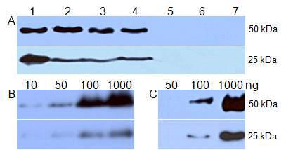 LeHV 단클론 및 복클론 항체의 특이성 확인 및 역가측정. A : LeHV 단클론 항 체의 특이성 확인. 1 : LeHV에 감염된 표고버섯, 2 ~ 4 : 시중에 판매중인 표고버섯, 5: 새송이버섯, 6 : 양송이버섯, 7 : 팽이버섯 B : 단클론 항체의 역가 측정 C : 복클론 항체 의 역가 측정