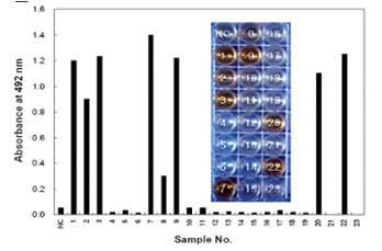 LeHV 진단용 TAS- ELISA 키트: TAS-ELISA 키트를 이용한 이병표고버섯 담자 포자의 LeHV 검정 23개의 포자 중 시료번호, 1, 2, 3, 7, 8, 9, 20, 22, 8개의 포자에서 바이러스 검출