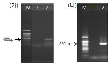 LeSV 및 LeHV에 특이적인 primer를 이용한 RT-PCR: (가) LeHV에 특이적인 Primer를 이용한 RT-PCR (나) LeSV에 특이적인 Primer를 이용한 RT-PCR M: Marker, 1: 무바이러스 균주, 2: 바이러스 균주